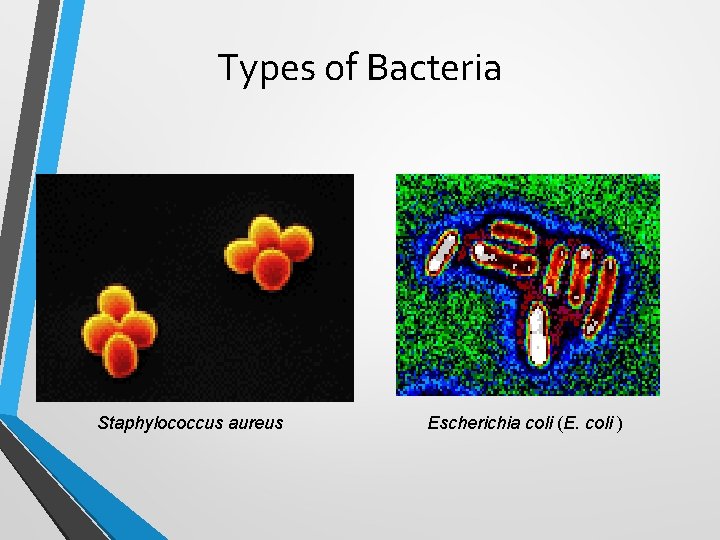 Types of Bacteria Coccus Staphylococcus aureus Bacillus Escherichia coli (E. coli ) 