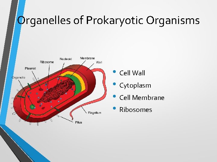 Organelles of Prokaryotic Organisms • Cell Wall • Cytoplasm • Cell Membrane • Ribosomes