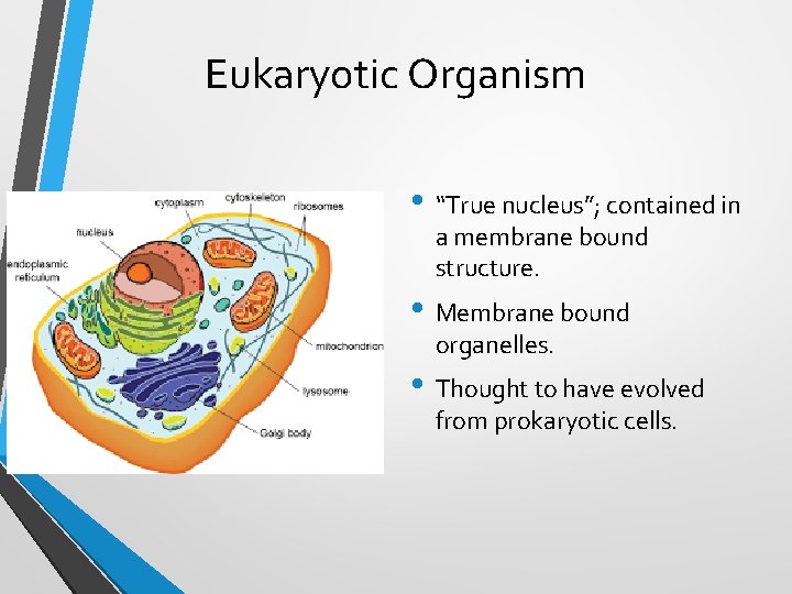 Eukaryotic Organism • “True nucleus”; contained in a membrane bound structure. • Membrane bound