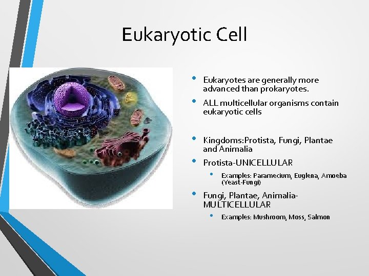 Eukaryotic Cell • • • Eukaryotes are generally more advanced than prokaryotes. ALL multicellular