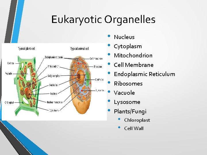 Eukaryotic Organelles • • • Nucleus Cytoplasm Mitochondrion Cell Membrane Endoplasmic Reticulum Ribosomes Vacuole