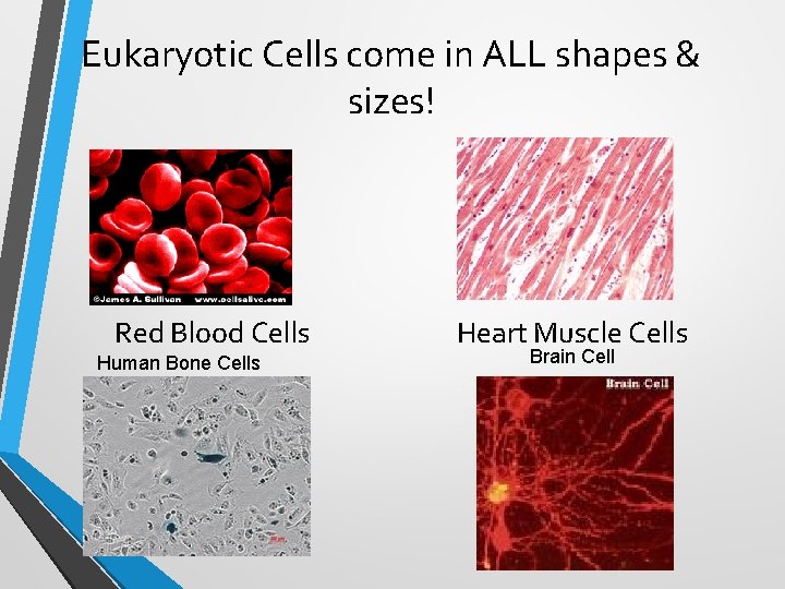 Eukaryotic Cells come in ALL shapes & sizes! Red Blood Cells Human Bone Cells