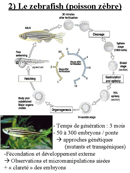 2) Le zebrafish (poisson zèbre) - Temps de génération : 3 mois - 50