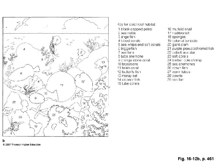 Fig. 16 -12 b, p. 461 