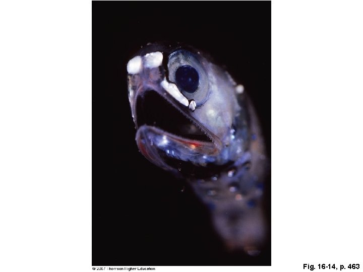 Fig. 16 -14, p. 463 