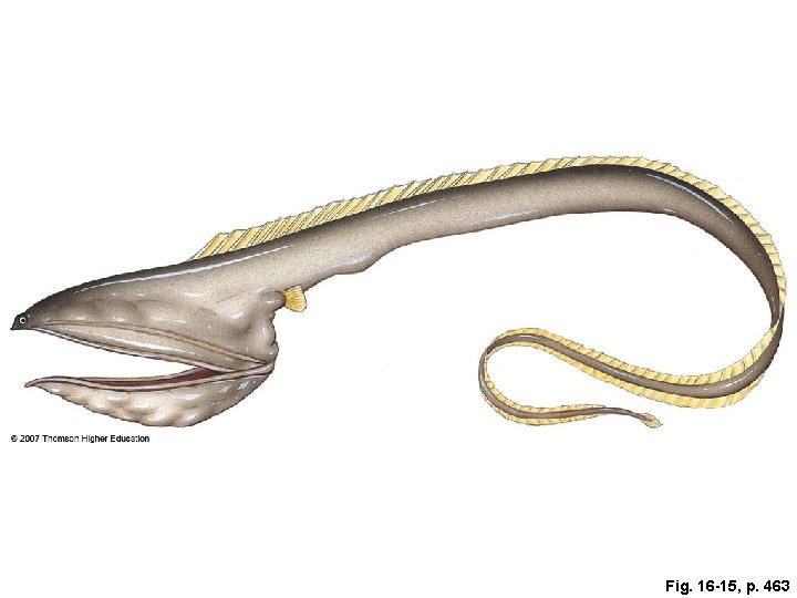 Fig. 16 -15, p. 463 