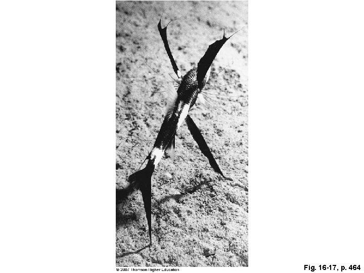 Fig. 16 -17, p. 464 