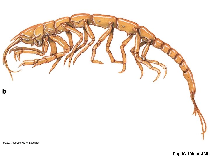 Fig. 16 -18 b, p. 465 