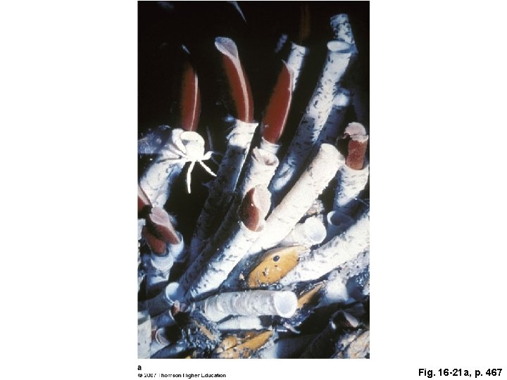 Fig. 16 -21 a, p. 467 
