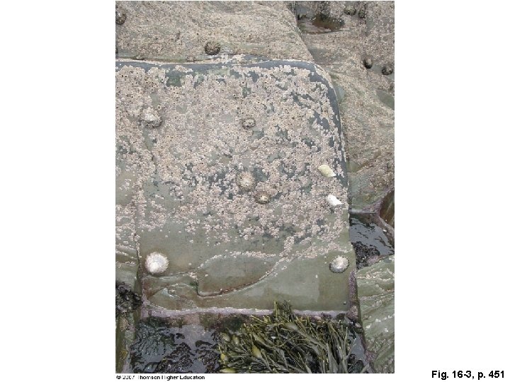 Fig. 16 -3, p. 451 