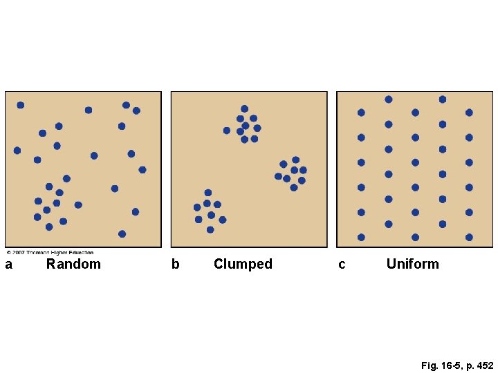 a Random b Clumped c Uniform Fig. 16 -5, p. 452 
