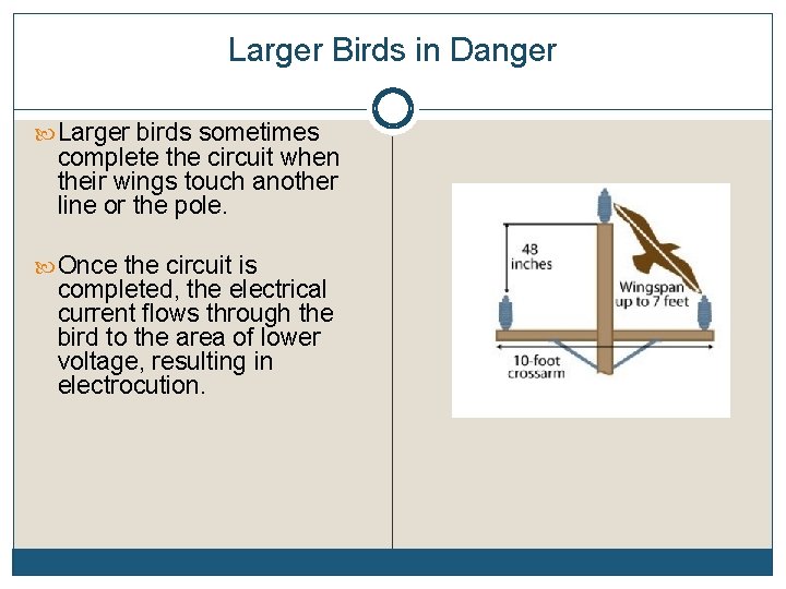 Larger Birds in Danger Larger birds sometimes complete the circuit when their wings touch