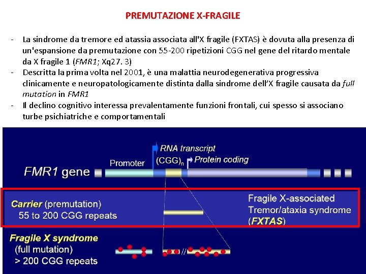 PREMUTAZIONE X-FRAGILE - La sindrome da tremore ed atassia associata all'X fragile (FXTAS) è PREMUTAZIONE X-FRAGILE - La sindrome da tremore ed atassia associata all'X fragile (FXTAS) è