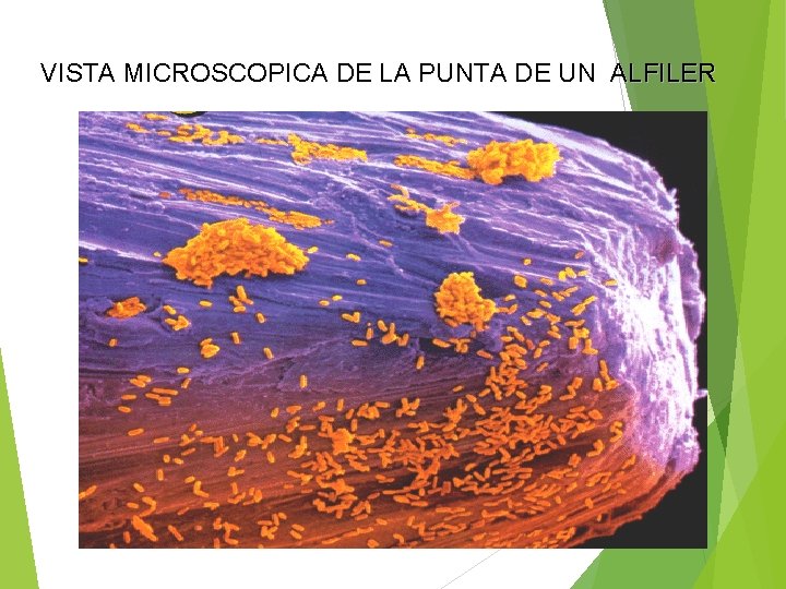 VISTA MICROSCOPICA DE LA PUNTA DE UN ALFILER 