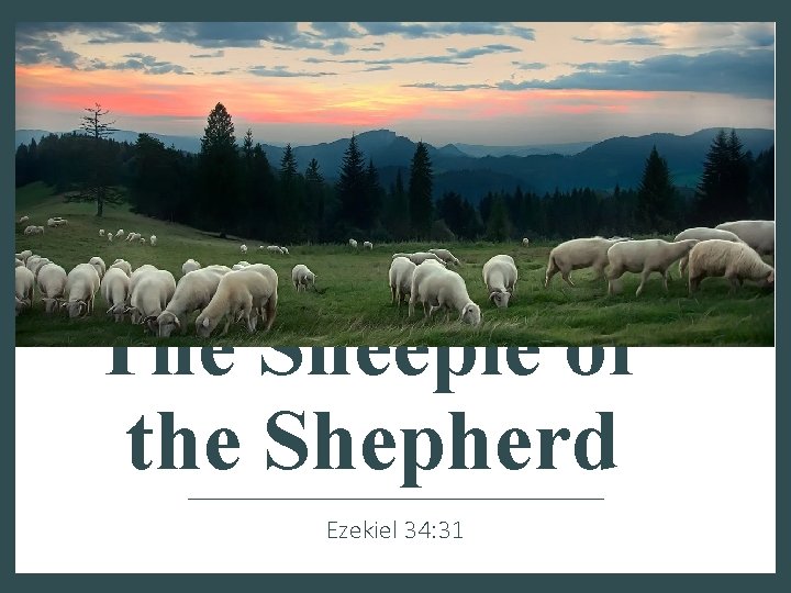The Sheeple of the Shepherd Ezekiel 34: 31 