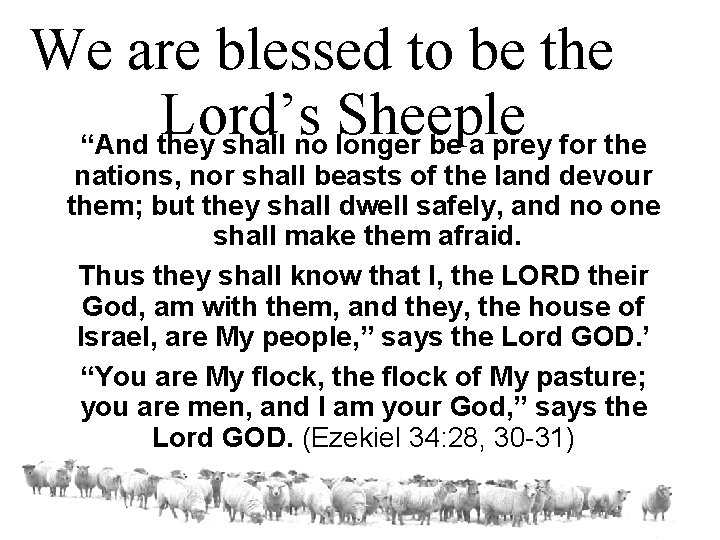 We are blessed to be the Lord’s Sheeple “And they shall no longer be