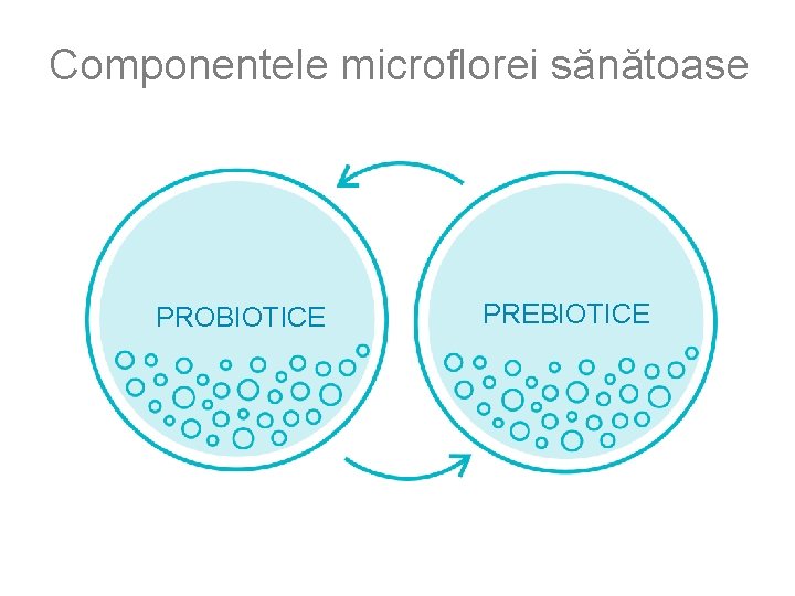 Componentele microflorei sănătoase PROBIOTICE PREBIOTICE 