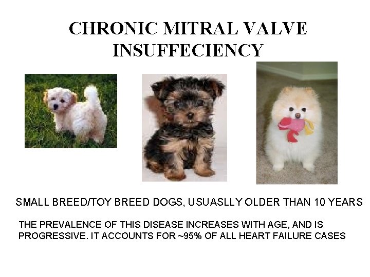 CHRONIC MITRAL VALVE INSUFFECIENCY SMALL BREED/TOY BREED DOGS, USUASLLY OLDER THAN 10 YEARS THE