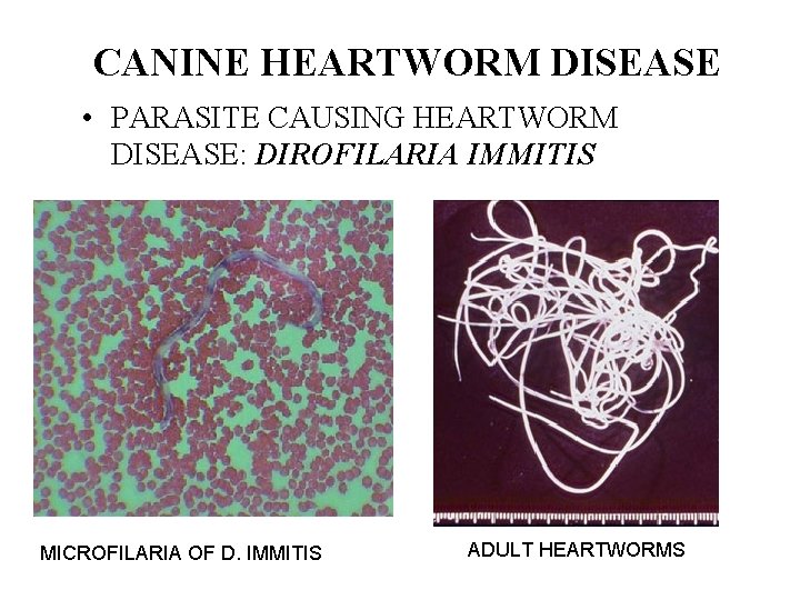 CANINE HEARTWORM DISEASE • PARASITE CAUSING HEARTWORM DISEASE: DIROFILARIA IMMITIS MICROFILARIA OF D. IMMITIS