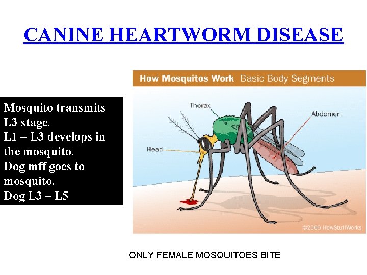 CANINE HEARTWORM DISEASE Mosquito transmits L 3 stage. L 1 – L 3 develops