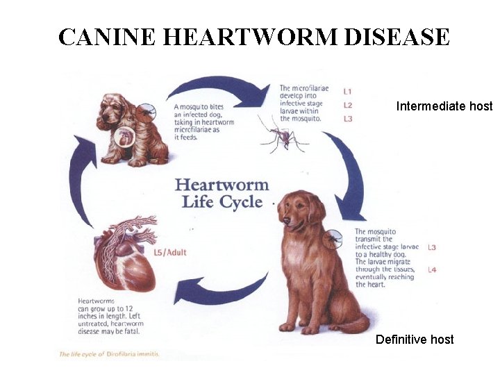CANINE HEARTWORM DISEASE Intermediate host Definitive host 