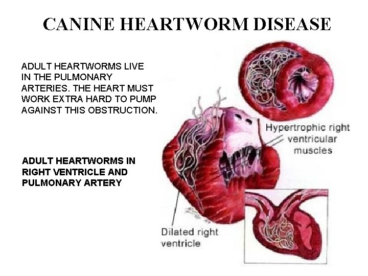 CANINE HEARTWORM DISEASE ADULT HEARTWORMS LIVE IN THE PULMONARY ARTERIES. THE HEART MUST WORK