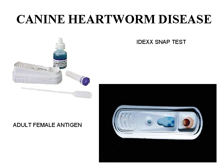 CANINE HEARTWORM DISEASE IDEXX SNAP TEST ADULT FEMALE ANTIGEN 