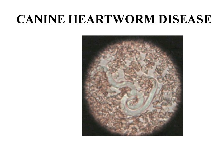CANINE HEARTWORM DISEASE 
