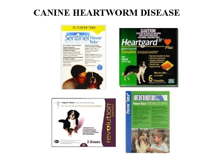 CANINE HEARTWORM DISEASE 