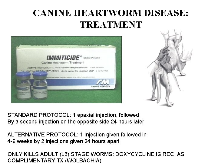 CANINE HEARTWORM DISEASE: TREATMENT STANDARD PROTOCOL: 1 epaxial injection, followed By a second injection