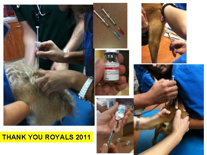 THANK YOU ROYALS 2011 