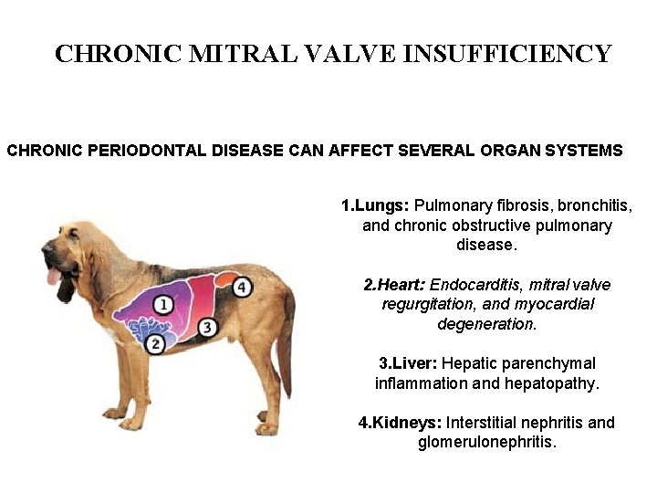 CHRONIC MITRAL VALVE INSUFFICIENCY CHRONIC PERIODONTAL DISEASE CAN AFFECT SEVERAL ORGAN SYSTEMS 1. Lungs: