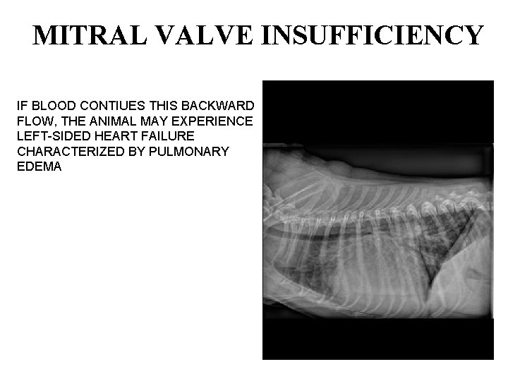 MITRAL VALVE INSUFFICIENCY IF BLOOD CONTIUES THIS BACKWARD FLOW, THE ANIMAL MAY EXPERIENCE LEFT-SIDED