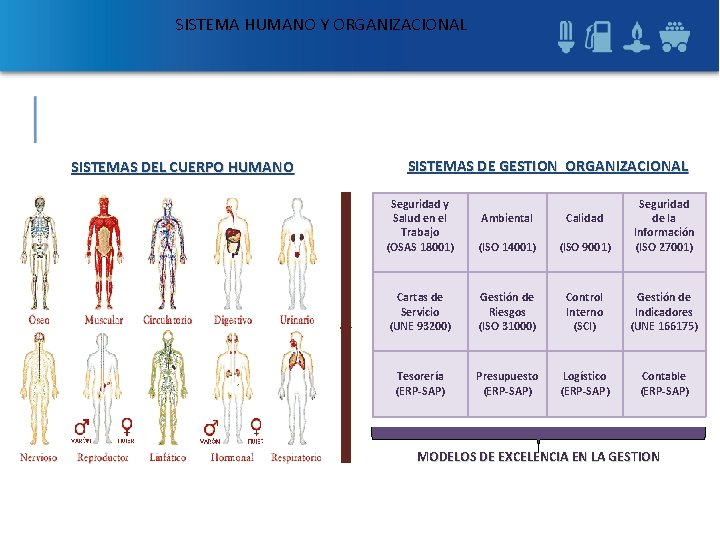 SISTEMA HUMANO Y ORGANIZACIONAL SISTEMAS DEL CUERPO HUMANO SISTEMAS DE GESTION ORGANIZACIONAL Seguridad y