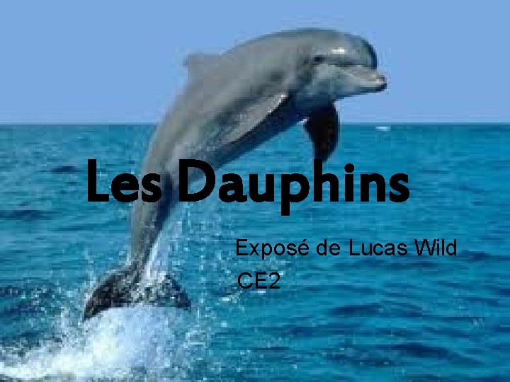 Les Dauphins Exposé de Lucas Wild CE 2 Les Dauphins Exposé de Lucas Wild CE 2