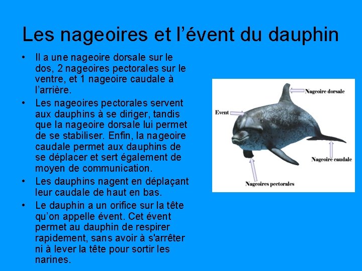 Les nageoires et l’évent du dauphin • Il a une nageoire dorsale sur le Les nageoires et l’évent du dauphin • Il a une nageoire dorsale sur le