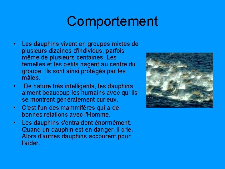 Comportement • Les dauphins vivent en groupes mixtes de plusieurs dizaines d'individus, parfois même Comportement • Les dauphins vivent en groupes mixtes de plusieurs dizaines d'individus, parfois même