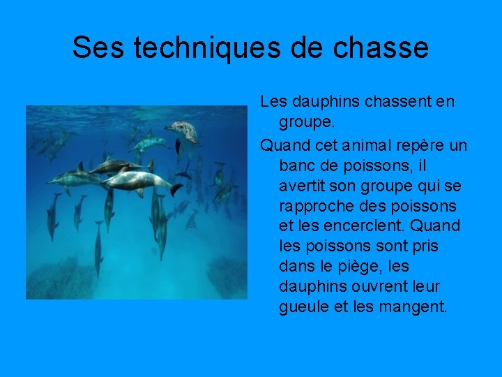 Ses techniques de chasse Les dauphins chassent en groupe. Quand cet animal repère un Ses techniques de chasse Les dauphins chassent en groupe. Quand cet animal repère un