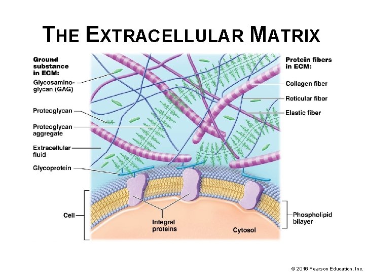 THE EXTRACELLULAR MATRIX © 2016 Pearson Education, Inc. 