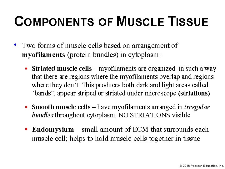COMPONENTS OF MUSCLE TISSUE • Two forms of muscle cells based on arrangement of