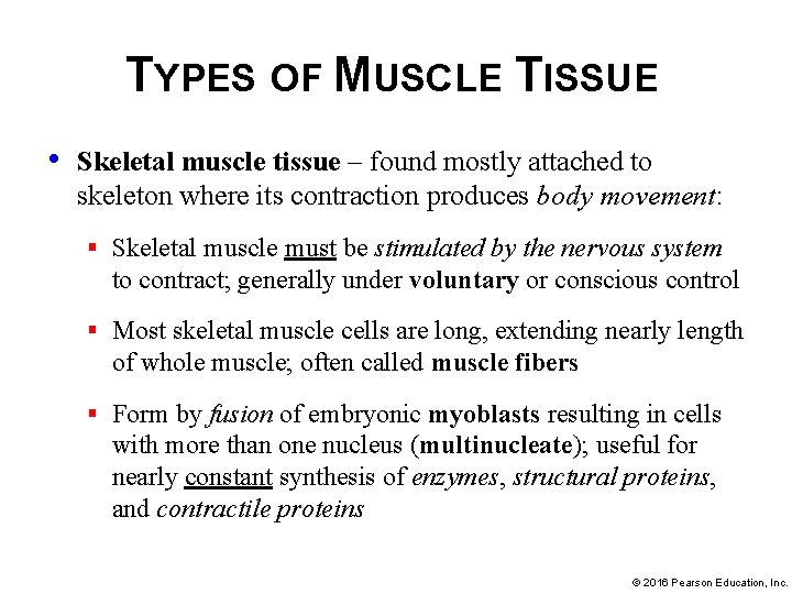 TYPES OF MUSCLE TISSUE • Skeletal muscle tissue – found mostly attached to skeleton