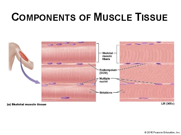COMPONENTS OF MUSCLE TISSUE © 2016 Pearson Education, Inc. 