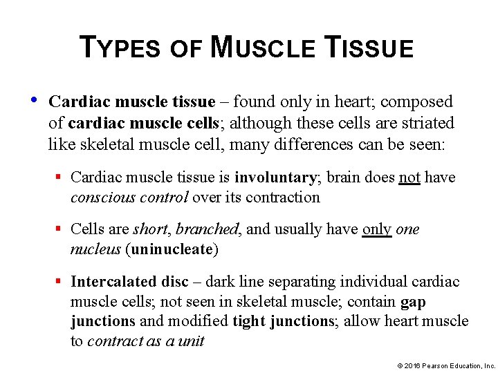 TYPES OF MUSCLE TISSUE • Cardiac muscle tissue – found only in heart; composed