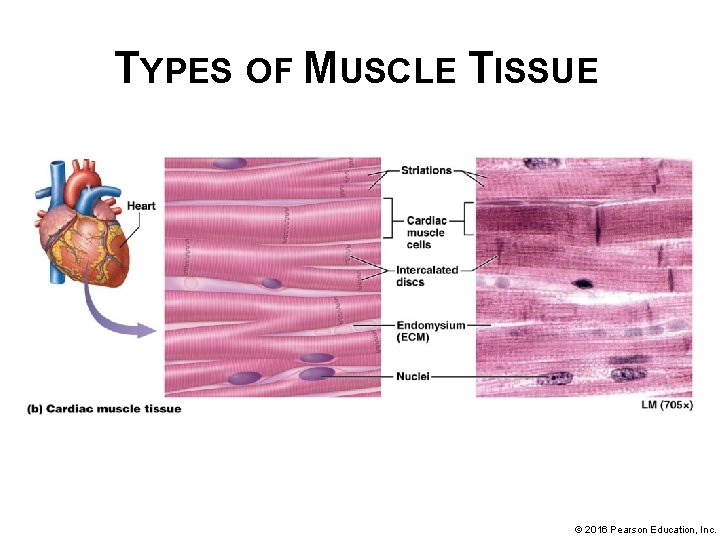 TYPES OF MUSCLE TISSUE © 2016 Pearson Education, Inc. 