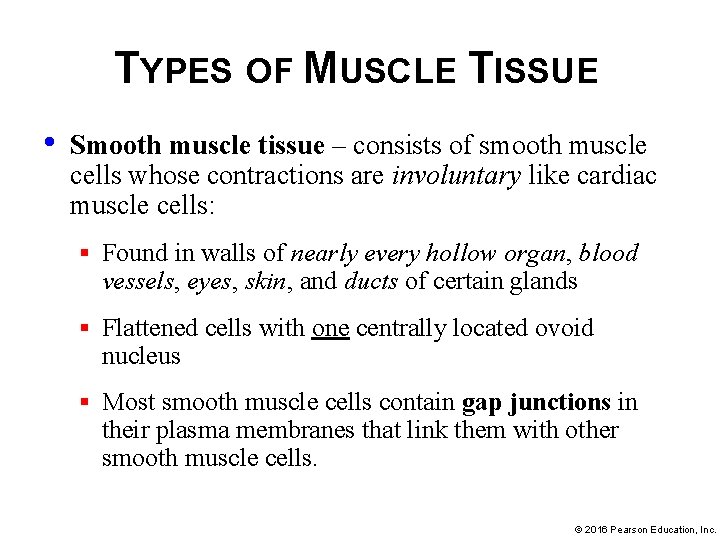 TYPES OF MUSCLE TISSUE • Smooth muscle tissue – consists of smooth muscle cells