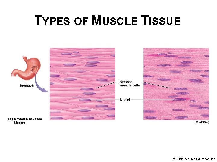 TYPES OF MUSCLE TISSUE © 2016 Pearson Education, Inc. 