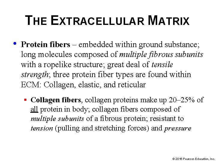 THE EXTRACELLULAR MATRIX • Protein fibers – embedded within ground substance; long molecules composed