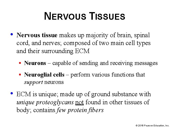 NERVOUS TISSUES • Nervous tissue makes up majority of brain, spinal cord, and nerves;