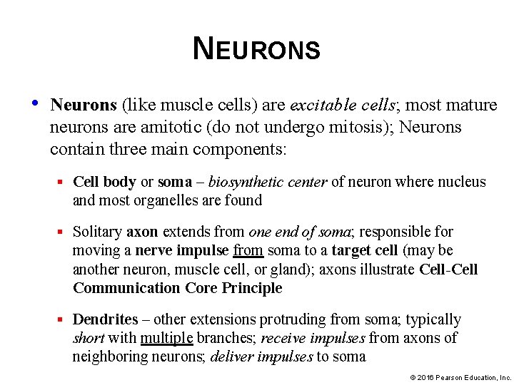 NEURONS • Neurons (like muscle cells) are excitable cells; most mature neurons are amitotic