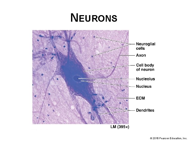 NEURONS © 2016 Pearson Education, Inc. 